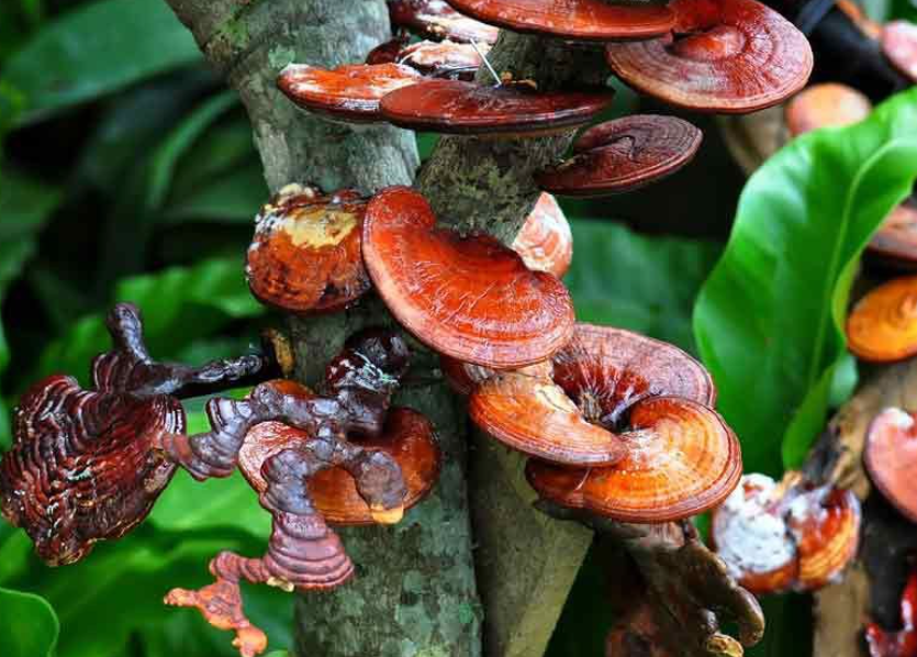 Reishi (Lingzhi) paddenstoel, natuurlijke adaptogeen voor stressvermindering en hersengezondheid